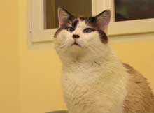 Photo de Clarence d'aprs laquelle le portrait du chat a t ralis